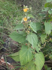 Abutilon ramosum