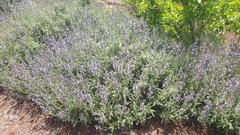 Salvia officinalis