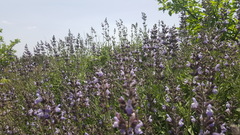Salvia officinalis