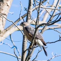 Accipiter cooperii