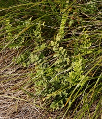 Cheilanthes viridis var. glauca image