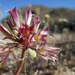 Allium parishii - Photo Julia Lynam, NPS, sem restrições de direitos de autor conhecidas (domínio público)