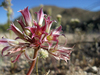 Allium parishii - Photo Julia Lynam, NPS, sem restrições de direitos de autor conhecidas (domínio público)