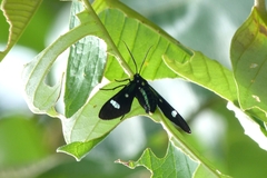 Leucotmemis nexa