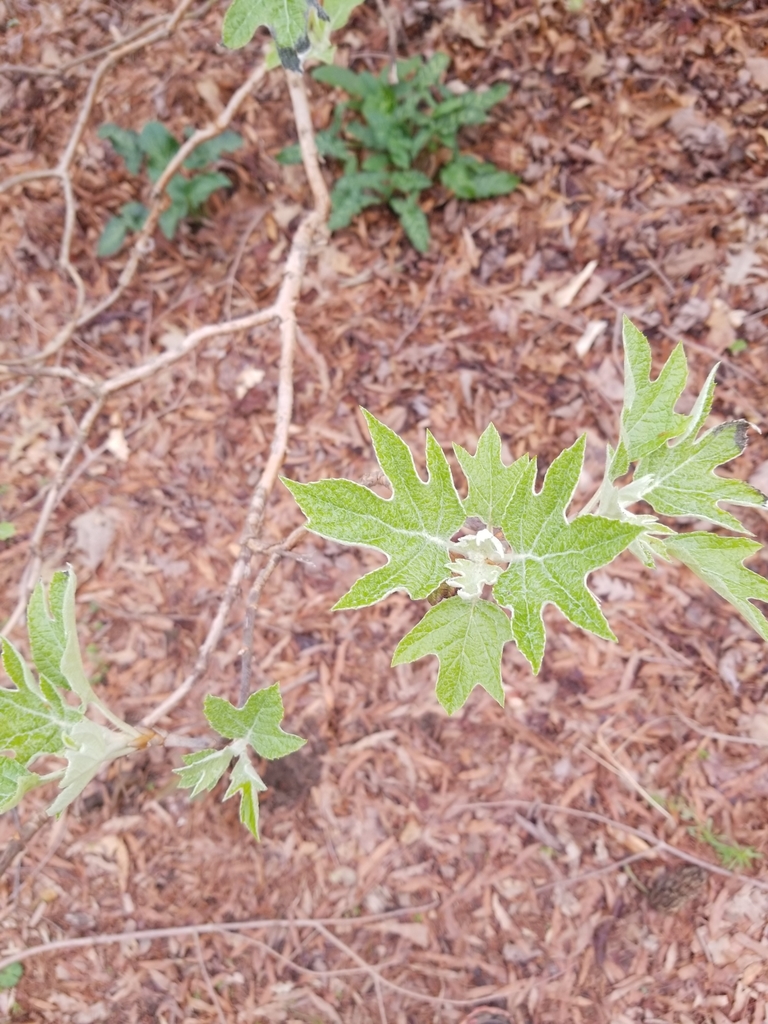 Oakleaf Hydrangea From Atlanta On March 16 2022 At 03 41 PM By   Large 