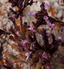 Aeollanthus serpiculoides image
