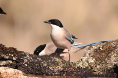 Iberian Magpie photo 5