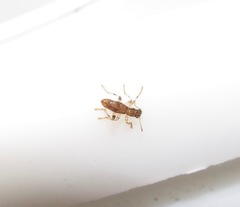 Lemidia aptera