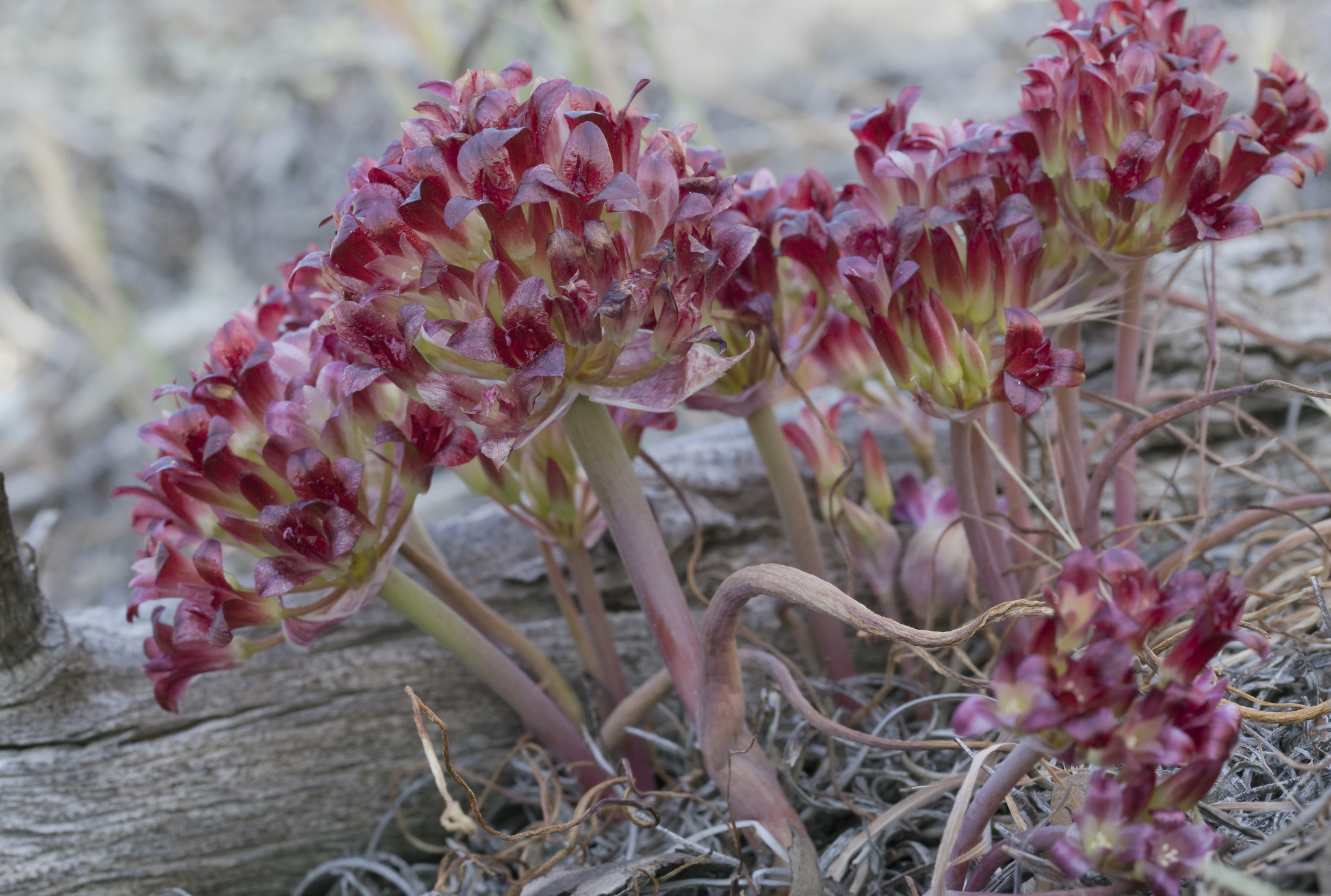 Allium shevockii