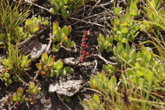 Aeollanthus serpiculoides image