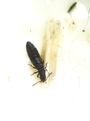 Diaulota alaskana