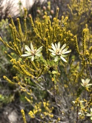 Euchaetis longibracteata