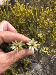 Euchaetis longibracteata
