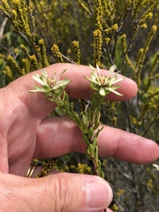 Euchaetis longibracteata