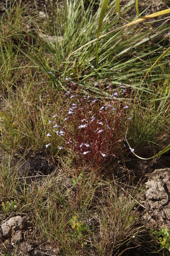 Lobelia erinus image