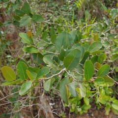 Coccoloba microstachya
