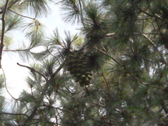 Pinus maximartinezii