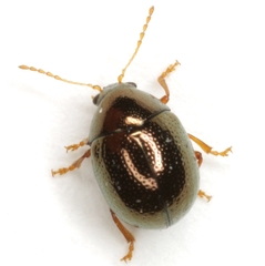 Spintherophyta globosa