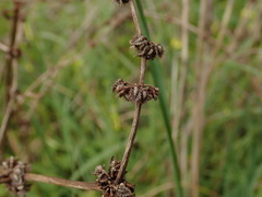 Rumex pulcher woodsii