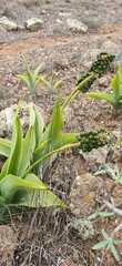Scilla latifolia image