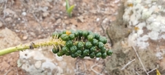 Scilla latifolia image
