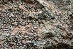 Gyrographa gyrocarpa