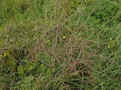 Rumex pulcher woodsii