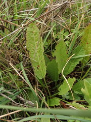 Rumex pulcher woodsii
