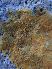 Polycauliona luteominia