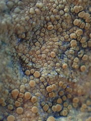 Polycauliona luteominia