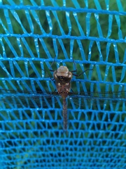 Rhionaeschna marchali