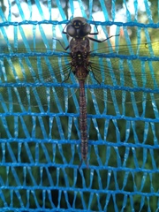 Rhionaeschna marchali