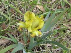 Iris pseudopumila