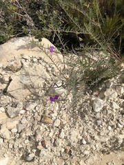 Polygala peduncularis