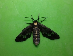 Eressa confinis