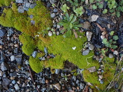 Pseudocrossidium hornschuchianum