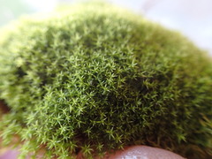 Pseudocrossidium hornschuchianum