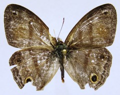 Cissia pseudoconfusa