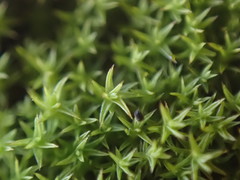 Pseudocrossidium hornschuchianum