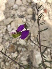 Polygala peduncularis