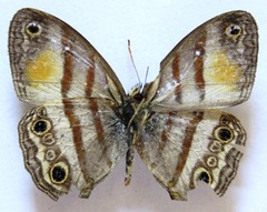 Cissia pseudoconfusa