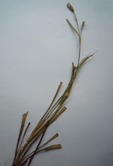 Scorzonera parviflora