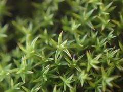 Pseudocrossidium hornschuchianum