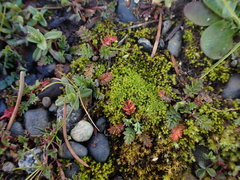 Pseudocrossidium hornschuchianum