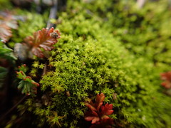 Pseudocrossidium hornschuchianum