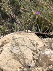 Polygala peduncularis