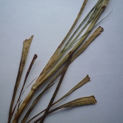 Scorzonera parviflora