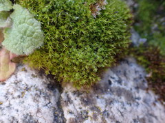 Bryum barnesii