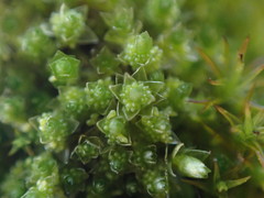 Bryum barnesii
