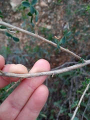 Adenocarpus telonensis